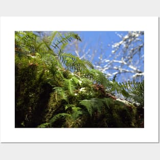 snowy Oregon ferns in trees Posters and Art